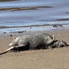 Beached Rat Carcasses Indicate Mass Rodent Death During Ida, Experts Say
